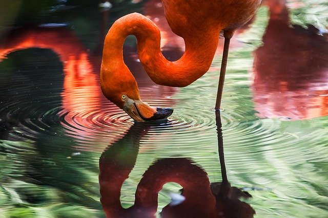 Flamingos at sunken gardens st. Pete